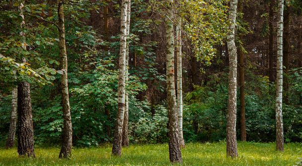 koivu metsä viehättävä maisema tapetti tausta luontokuvaus kesäpäivä aika kirkas sää valaistus eloisa vihreä väri - Valokuva, kuva