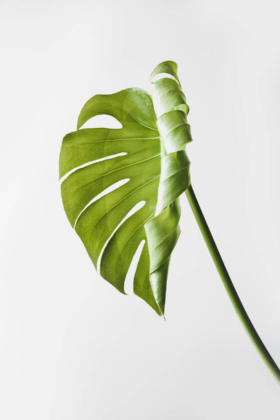 Monstera leaves decorating for composition design.Monstera deliciosa leaf or Swiss cheese plant in pot tropical leaves background. Stylish and minimalistic urban jungle interior. - Photo, Image