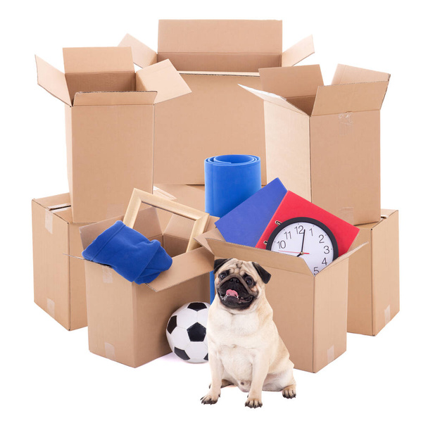 verhuisdag concept - bruine kartonnen dozen en pug hond geïsoleerd op witte achtergrond - Foto, afbeelding