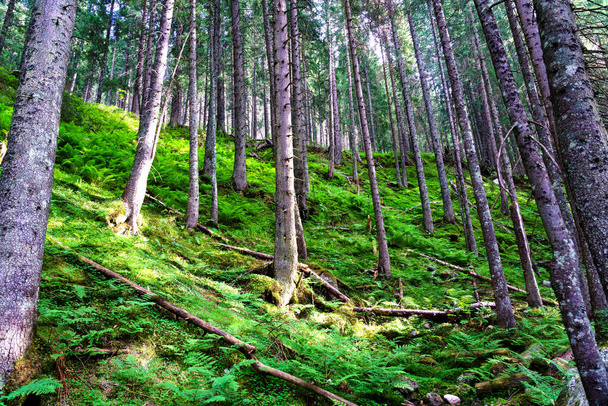 Old nature forest in Tatra mountains National Park, Poland - Фото, зображення
