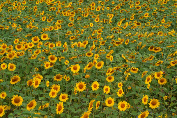 Sunflower field, Monfort (near), Gers 32, Midi Pyrenees, France - Photo, Image