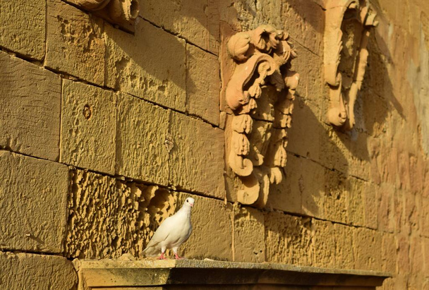 CITTADELLA, GOZO, MALTA - Oct 11, 2014: Pigeon resting on the facade of an old yellow globigerina limestone building with old coat of arms in the Cittadella, Gozo, Maltese Islands, Malta - Photo, image