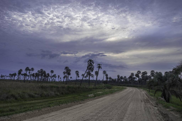 A dirt road with lots of palm trees on a cloudy sky background - Foto, immagini