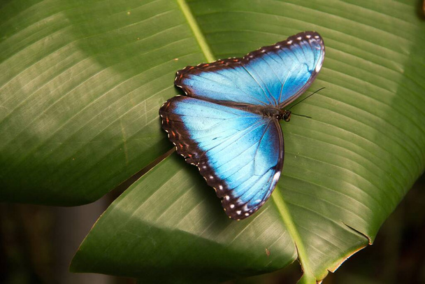 A closeup shot of the beautiful  blue morpho butterfly on a leaf - Φωτογραφία, εικόνα