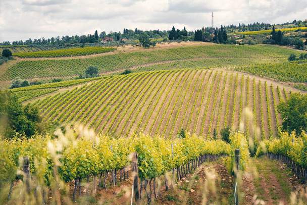 Wiosną winnice, Toskania, Włochy. region Chianti - Zdjęcie, obraz