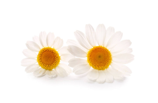 Čerstvé heřmánku květiny na bílém pozadí - Fotografie, Obrázek