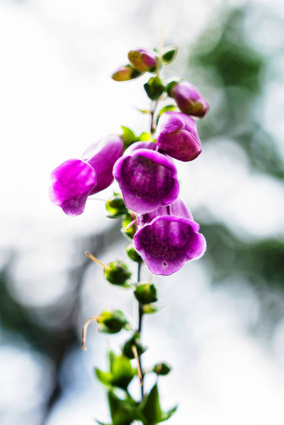 A digitalis purpurea virág (foxkesztyű, közönséges foxkesztyű, lila foxkesztyű vagy női kesztyű) közelsége). - Fotó, kép