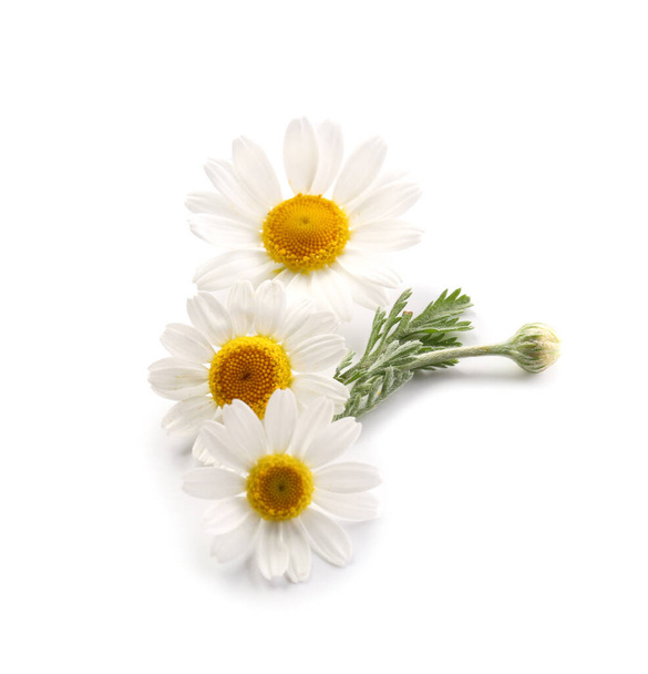 Flores frescas de camomila sobre fundo branco - Foto, Imagem