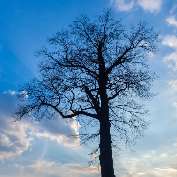 Темный силуэт одного большого дерева на фоне голубого неба с белыми облаками. Великолепная красота старого и сильного дерева
. - Фото, изображение
