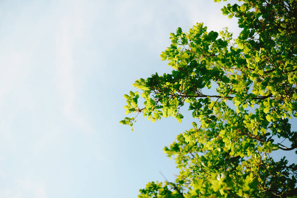 Πράσινα κλαδιά βελανιδιάς στον γαλάζιο ουρανό. - Φωτογραφία, εικόνα