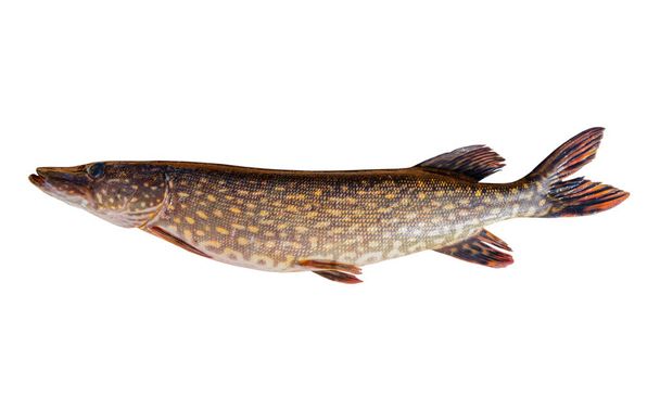 Pike isolated on white background with clipping path. Big live pike fish isolated over white background. - Fotó, kép
