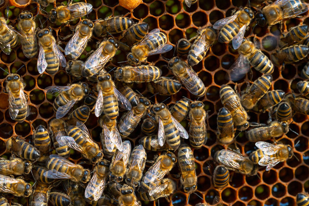 Κοντινό πλάνο των μελισσών που εργάζονται σε κηρήθρες. Μελισσοκομία και παραγωγή μελιού - Φωτογραφία, εικόνα