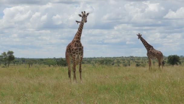セレンゲティ国立公園タンザニアの大きなキリン - 映像、動画