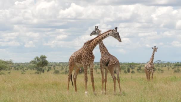 セレンゲティ国立公園タンザニアの大きなキリン - 映像、動画