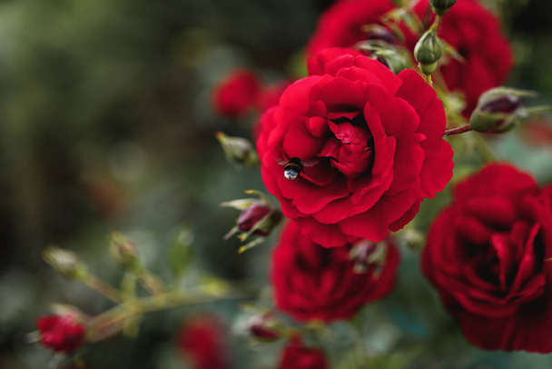 Bushes of red or scarlet roses. Flowering time, natural flower fence. Gardening, plants for landscape design. - Photo, Image