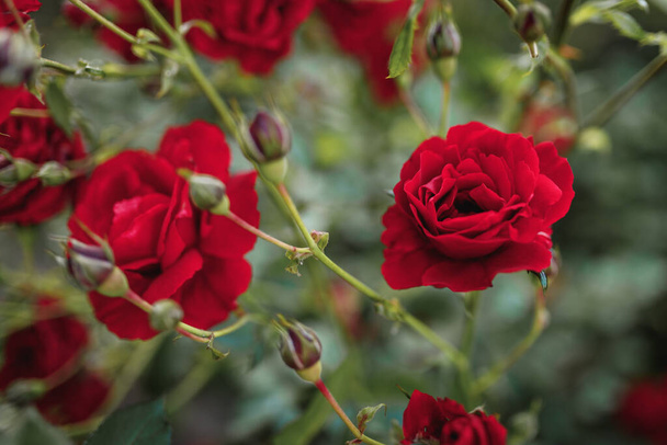 Bushes of red or scarlet roses. Flowering time, natural flower fence. Gardening, plants for landscape design. - Foto, imagen