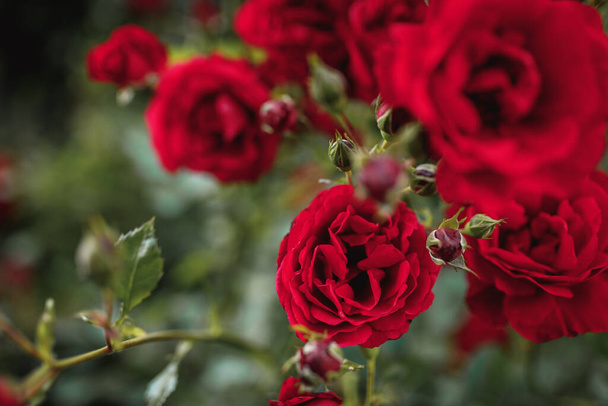 Bushes of red or scarlet roses. Flowering time, natural flower fence. Gardening, plants for landscape design. - 写真・画像