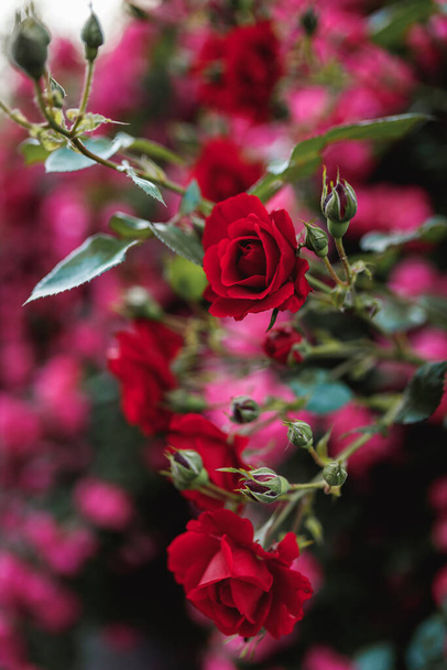 Bushes of red or scarlet roses against the background of pink roses. Flowering time, natural flower fence. Gardening, plants for landscape design. - Photo, Image