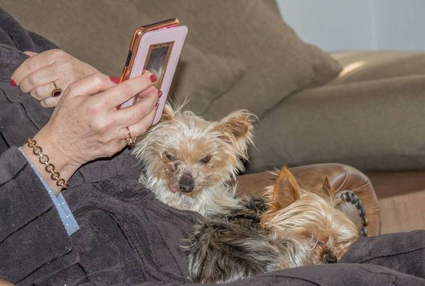 Руки літньої білої жінки, що тримає смартфон, в той час як дві маленькі домашні собаки сидять на її зображенні на колінах в горизонтальному форматі
 - Фото, зображення
