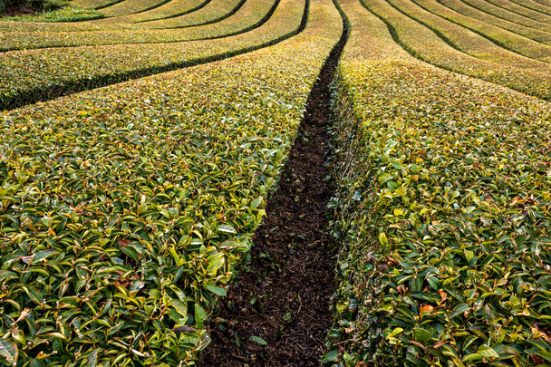 Campos de té Ishidera de la plantación de té Uji verde en la ciudad de Wazuka en la prefectura de Kyoto de Japón
 - Foto, Imagen
