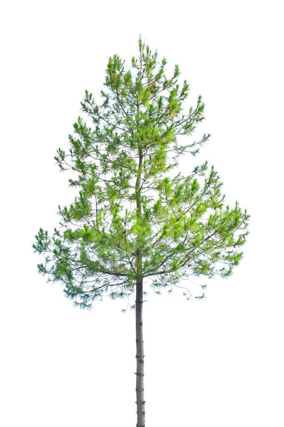 Зеленая сосна, елка, выделенная на белом фоне, обрезка пути включены
, - Фото, изображение