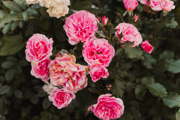 庭にピンクの野生のバラ。ピンクのバラの背景。レトロフィルター. - 写真・画像