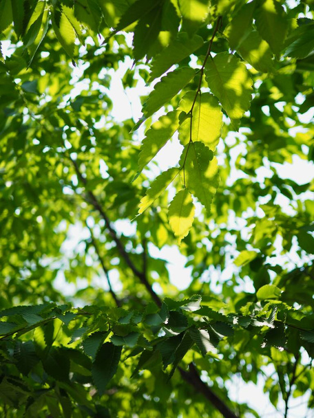 Νωπά πράσινα φύλλα στο κορεάτικο δάσος - Φωτογραφία, εικόνα