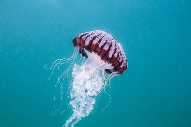Компас-медуза (Хісаора ізоскопія) плаває у відкритій воді. Красиве біле тіло з радіальним коричневим / рожевим візерунком на його дзвіночку
. - Фото, зображення