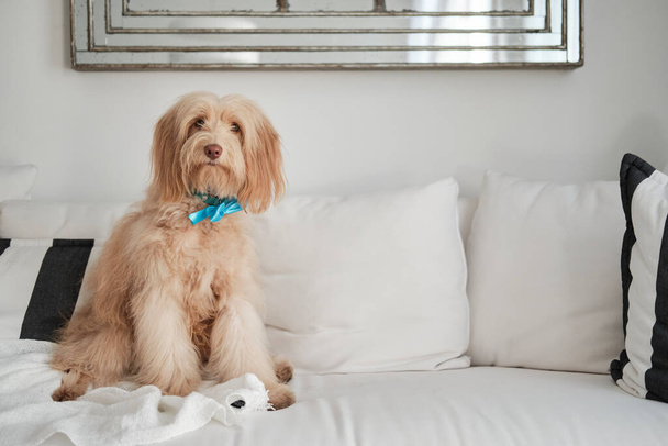 Пушистый пес сидит на белом диване и смотрит в камеру
 - Фото, изображение