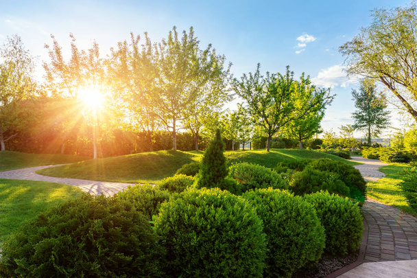 Generic green fresh round spheric boxwood bushes wall with warm summer sunset light on background at ornamental english garden at yard. Early autumn green natural landscape park background - Fotó, kép