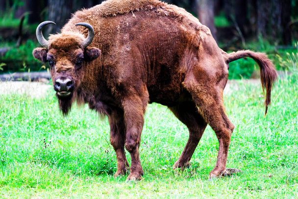 Orman rezervindeki vahşi Avrupa bizonları (Bison bonasus), Pszczyna Jankowice, Polonya - Fotoğraf, Görsel