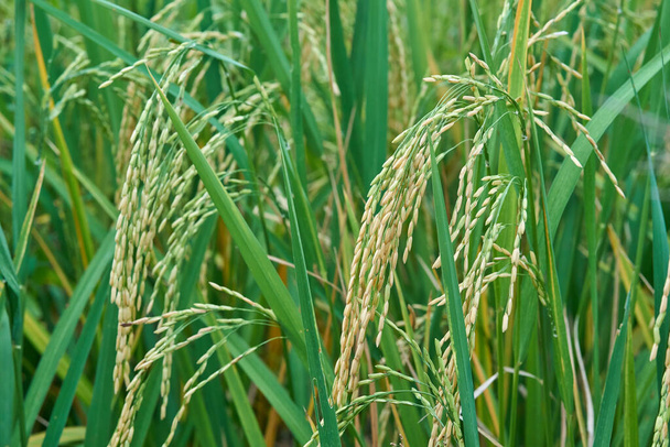 Grains de riz cultivés dans une rizière.                                - Photo, image