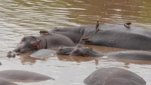 Duża grupa hunderds Hippos leżących w korycie rzeki połatane razem - Materiał filmowy, wideo