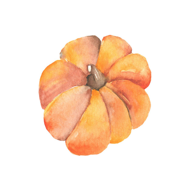 watercolor pumpkin elements of hand drawn. - Фото, зображення