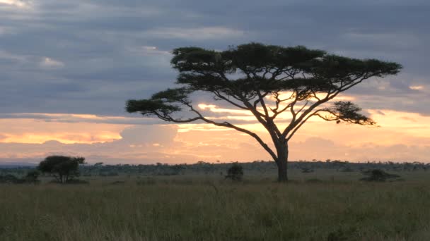 acacia δέντρο στο Serengeti Εθνικό πάρκο κατά τη διάρκεια του χρυσού ηλιοβασιλέματος - Πλάνα, βίντεο
