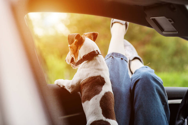 Close-up of the girl's legs sticking out of the car window, next to the window looks out a dog. A trip, a walk, a trip. Friend, friendship, care. Rear view - Photo, Image
