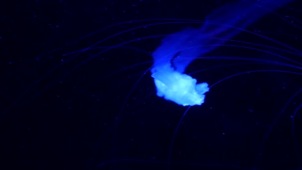 Shiny vibrant fluorescent jellyfish glow underwater, dark neon dynamic pulsating ultraviolet blurred seamless looped backdrop. Fantasy hypnotic mystic pcychedelic dance. Phosphorescent cosmic medusa - Footage, Video