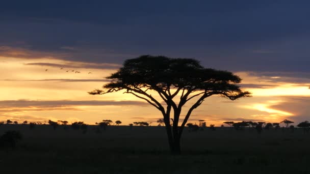 acacia δέντρο στο Serengeti Εθνικό πάρκο κατά τη διάρκεια του χρυσού ηλιοβασιλέματος - Πλάνα, βίντεο