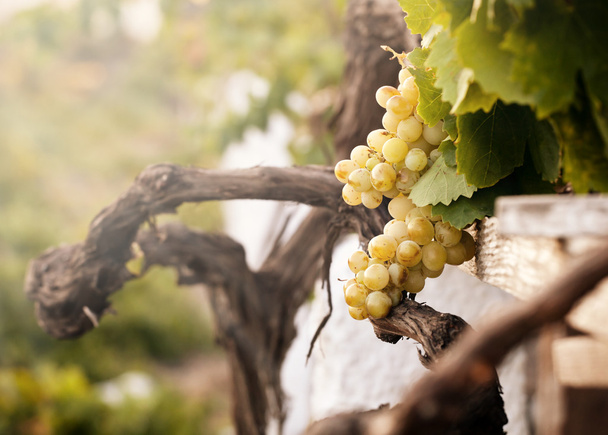 svazek bílých hroznů na vinici - Fotografie, Obrázek