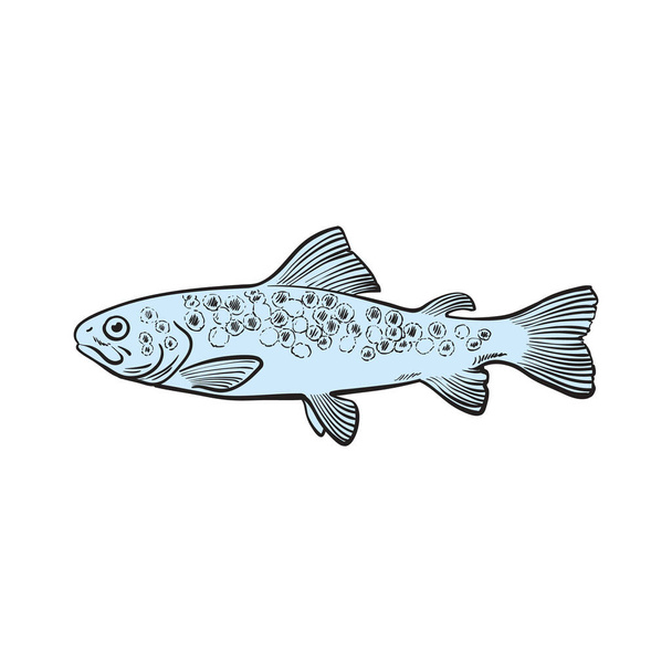 Vector illustration of blue whole raw spotted trout in sketch style. - Vettoriali, immagini
