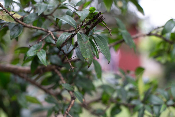 A closeup shot of green bay laurel plants in the garden - 写真・画像