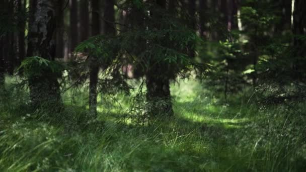Slow motion walk in forest - Footage, Video