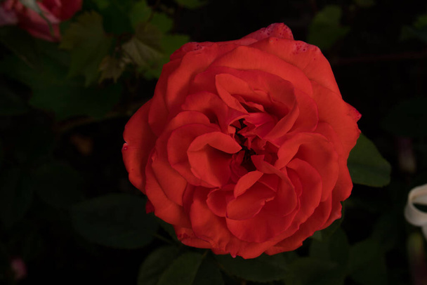 Virágzó bokor rózsabimbó - Fotó, kép
