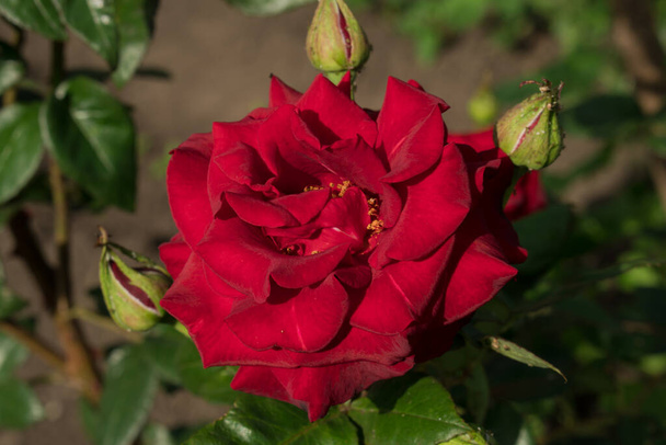 Kwitnące pąki aksamitnej czerwonej róży - Zdjęcie, obraz