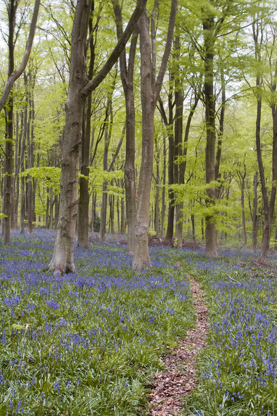 Bluebells sob faia árvores
 - Foto, Imagem