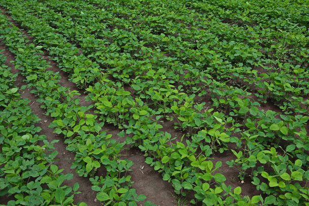 Landbouwlandschap. Groen veld van soja met blauwe lucht en wolk Gekweekte sojabonen voor, jonge planten die groeien in landbouwvelden. - Foto, afbeelding