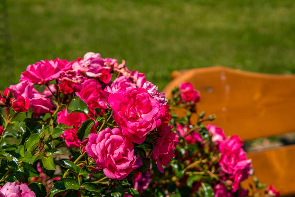 Belle rose in un giardino sul Lago di Costanza con insetti - Foto, immagini