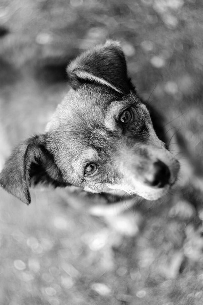 Kameraya bakan üzgün bir melez köpek. Siyah beyaz bir hayvanın portresi - Fotoğraf, Görsel