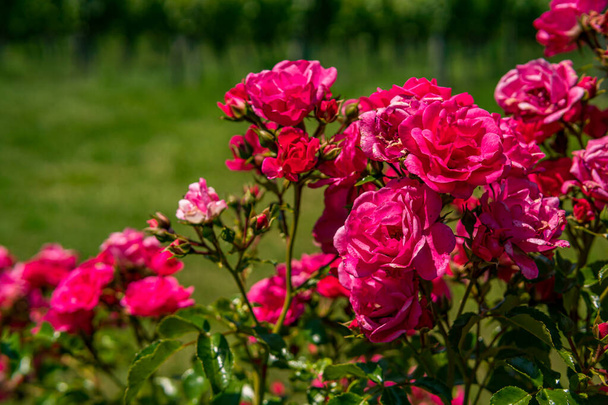 Прекрасні троянди в саду на озері Констанс з комахами. - Фото, зображення