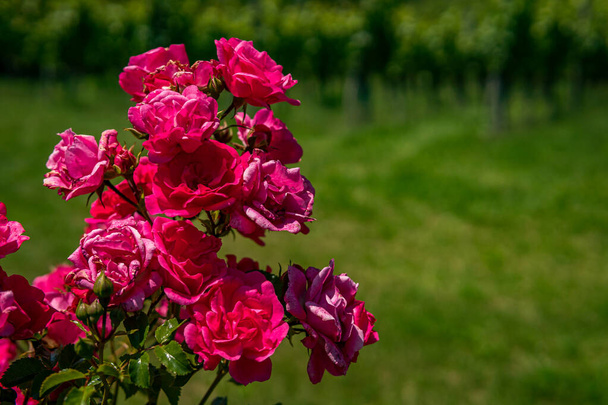 Όμορφα τριαντάφυλλα σε έναν κήπο στη λίμνη Κόνστανς με έντομα - Φωτογραφία, εικόνα